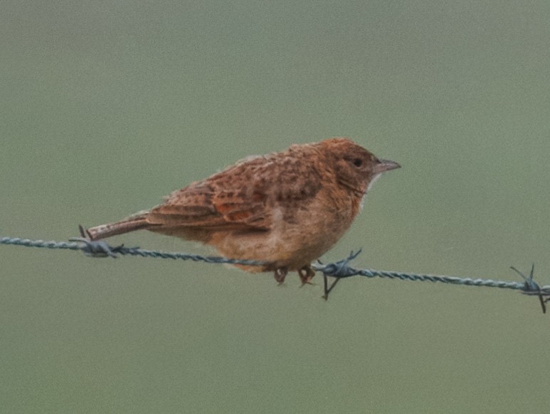 Ботсванский жаворонок - ML647100099