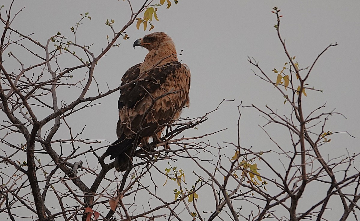 Tawny Eagle - ML647100111