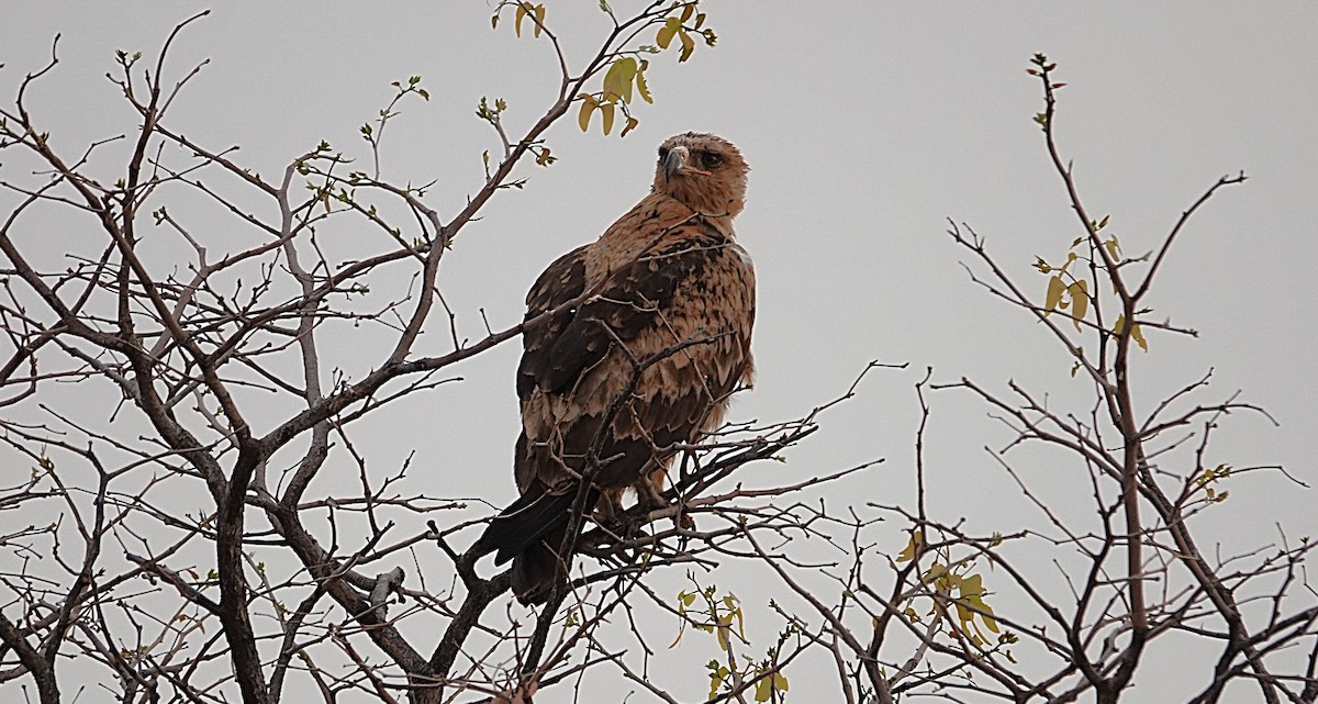 Tawny Eagle - ML647100112