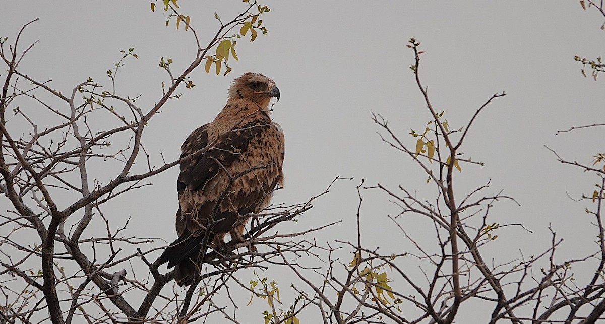 Tawny Eagle - ML647100113