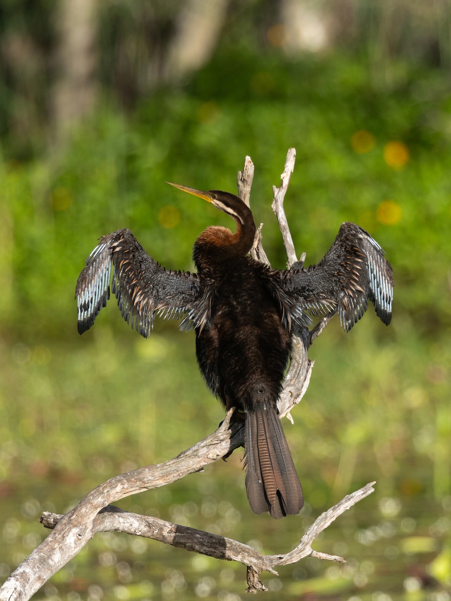 Australasian Darter - ML647100116