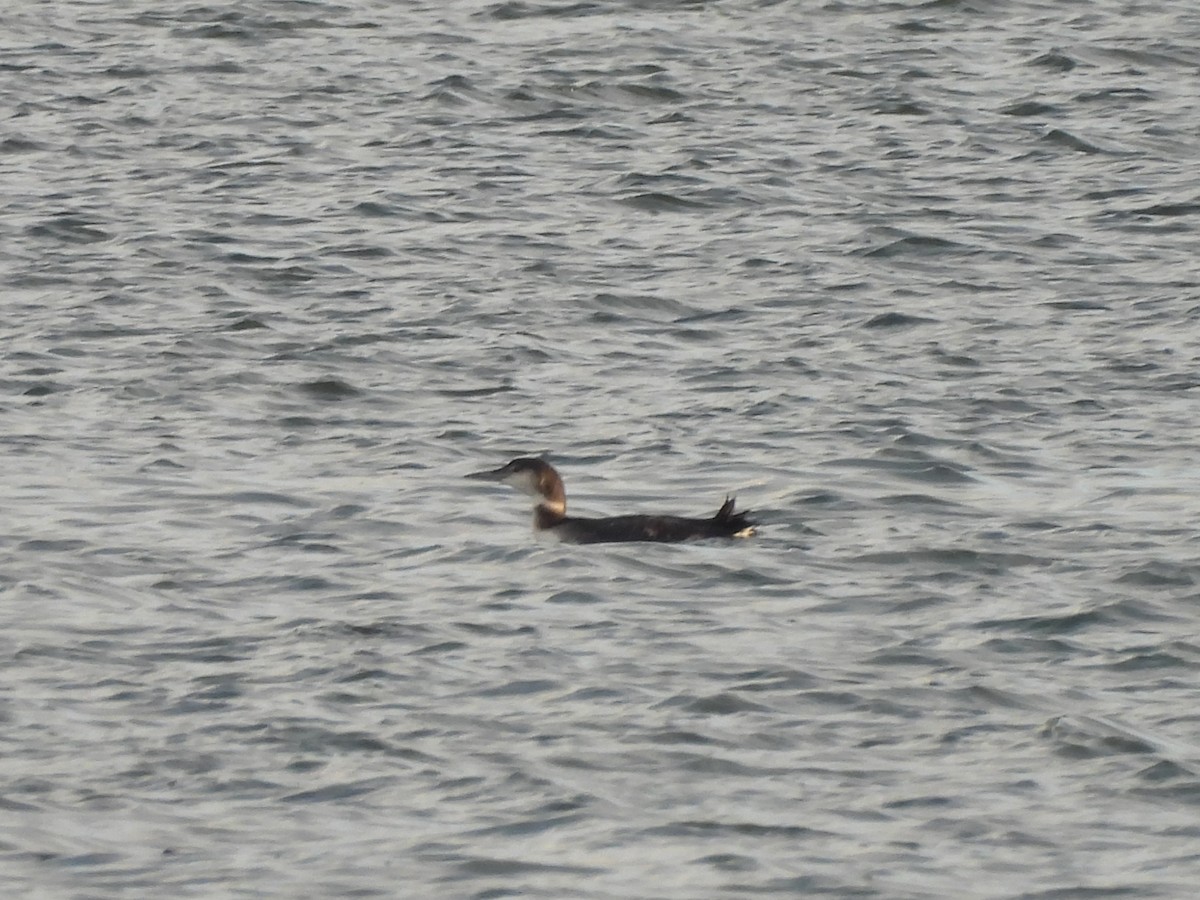 Common Loon - ML647100121