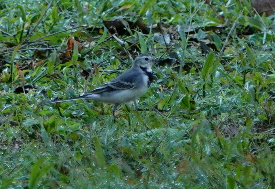 White Wagtail - ML647100122