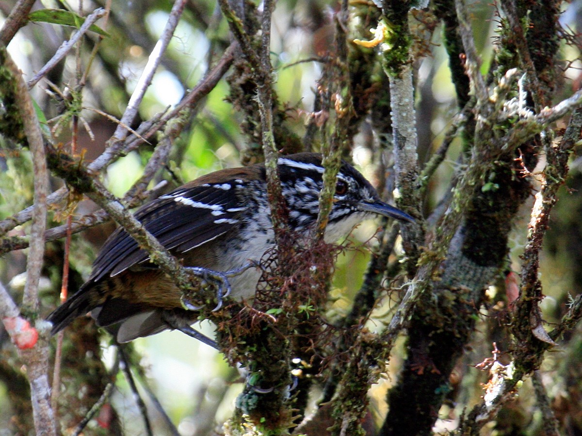 Bar-winged Wood-Wren - ML647100123