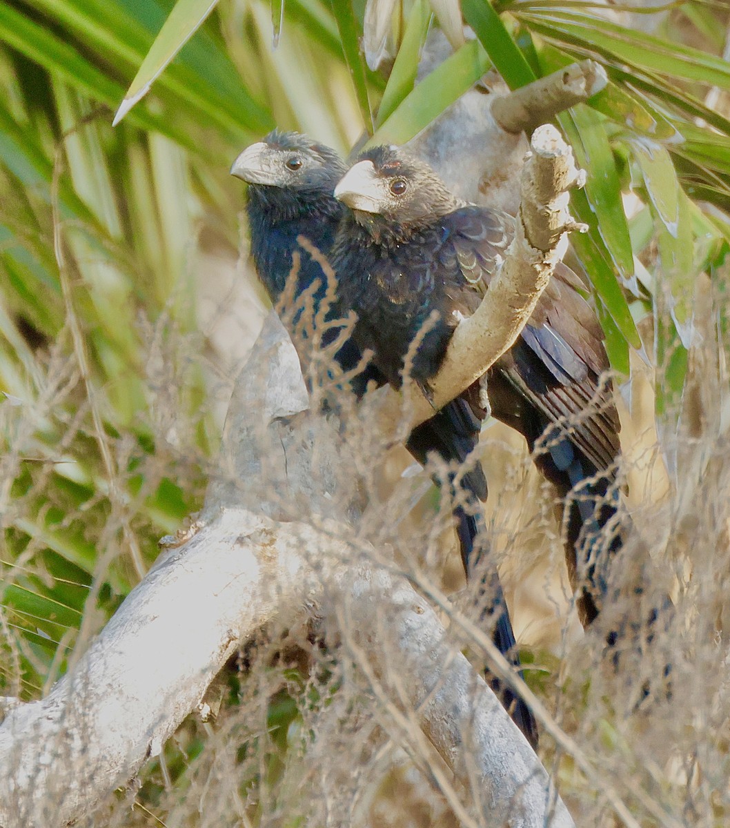 Smooth-billed Ani - ML647100124