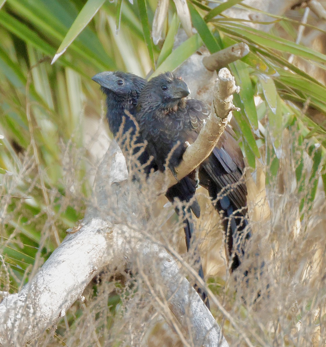 Smooth-billed Ani - ML647100125