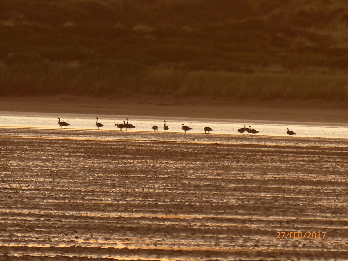 ברנטה קנדית - ML647100138