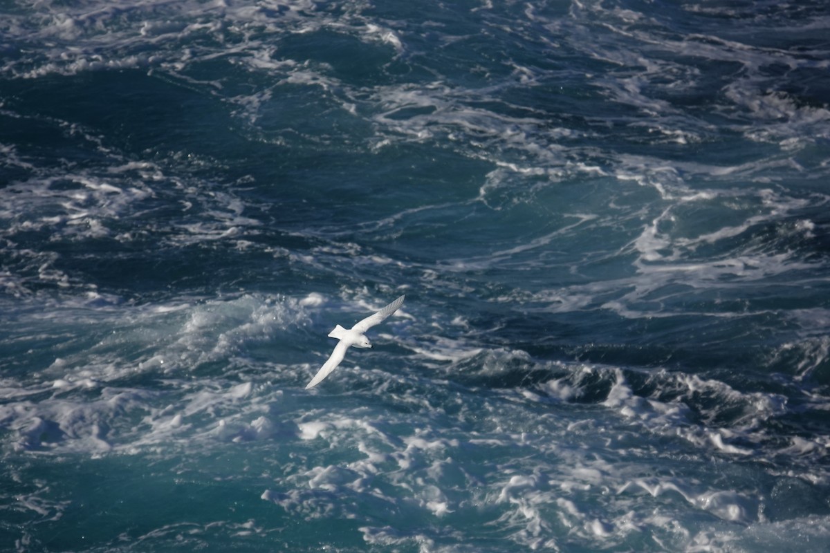 Снежный буревестник - ML647100149