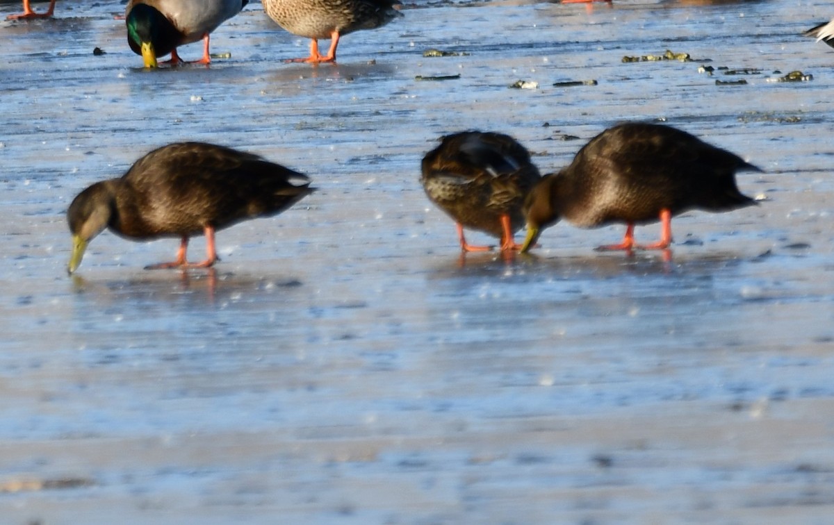 American Black Duck - ML647100162