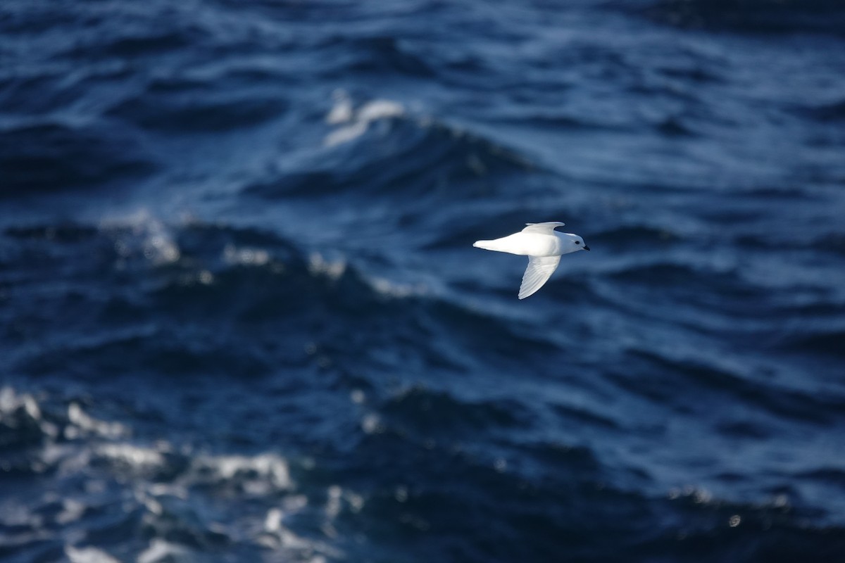 Снежный буревестник - ML647100169