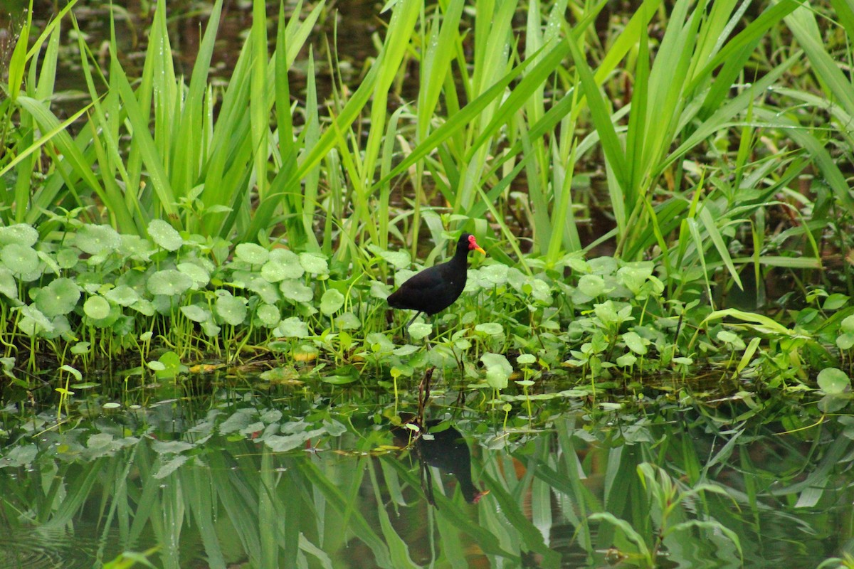 Wattled Jacana - ML647100171