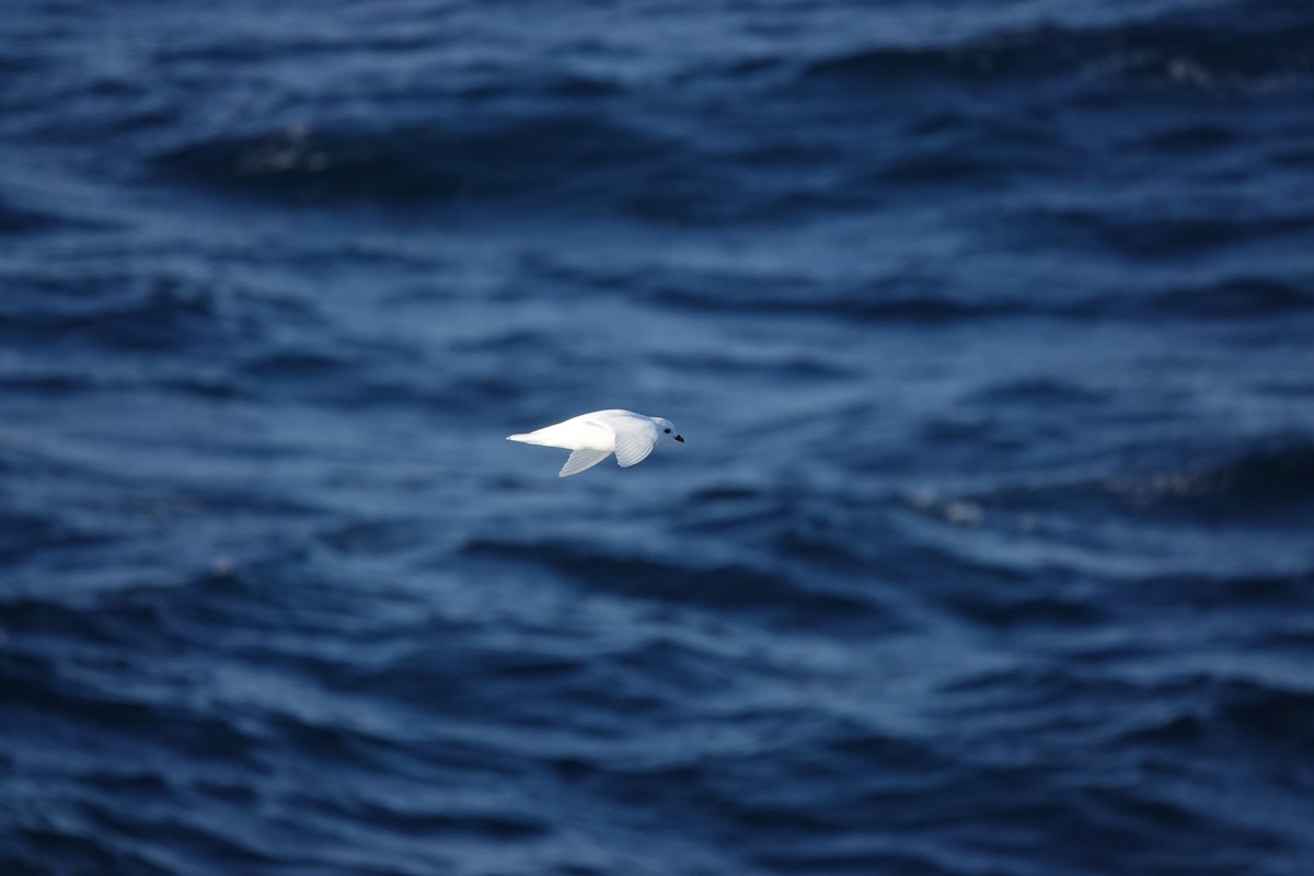 Снежный буревестник - ML647100173