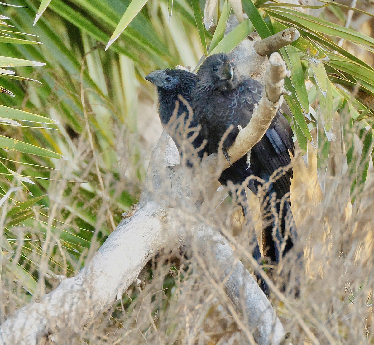Groove-billed Ani - ML647100178