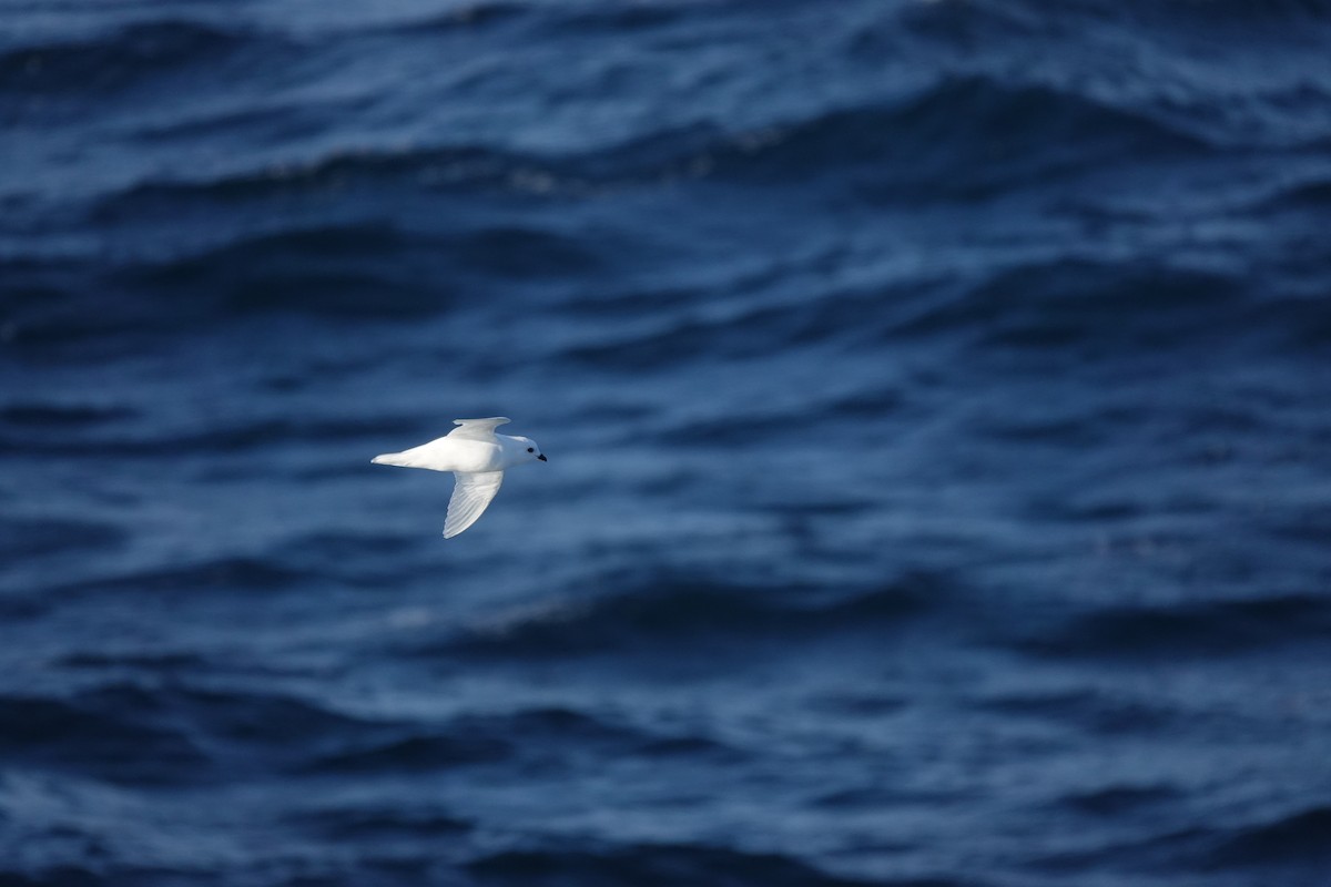 Снежный буревестник - ML647100181