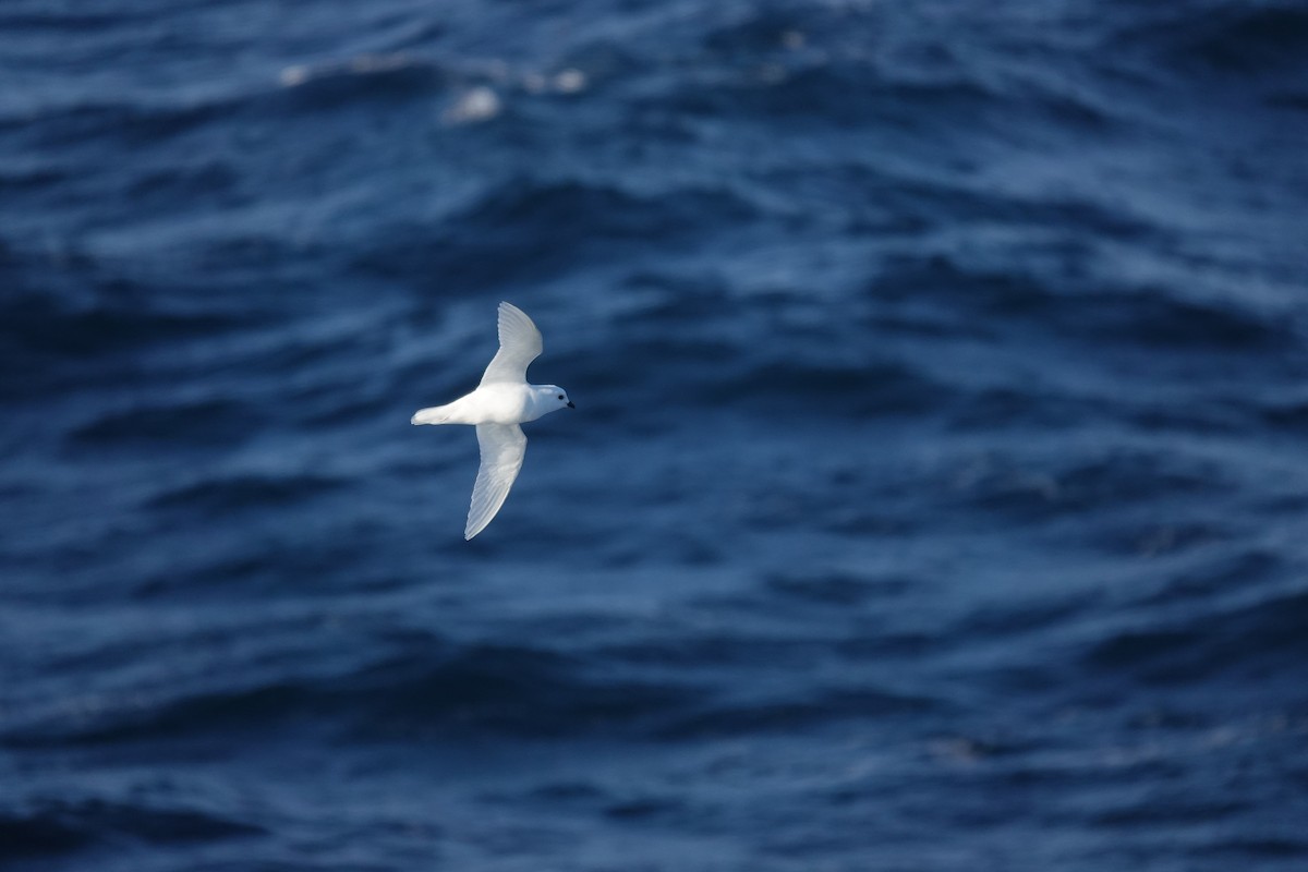 Снежный буревестник - ML647100184