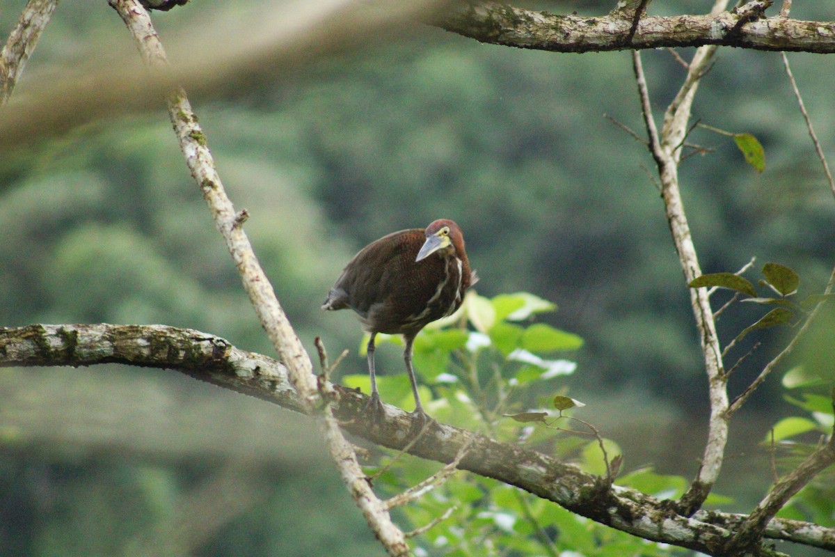 Rufescent Tiger-Heron - ML647100190