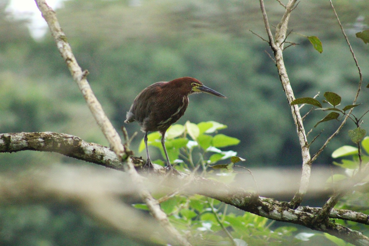 Rufescent Tiger-Heron - ML647100191