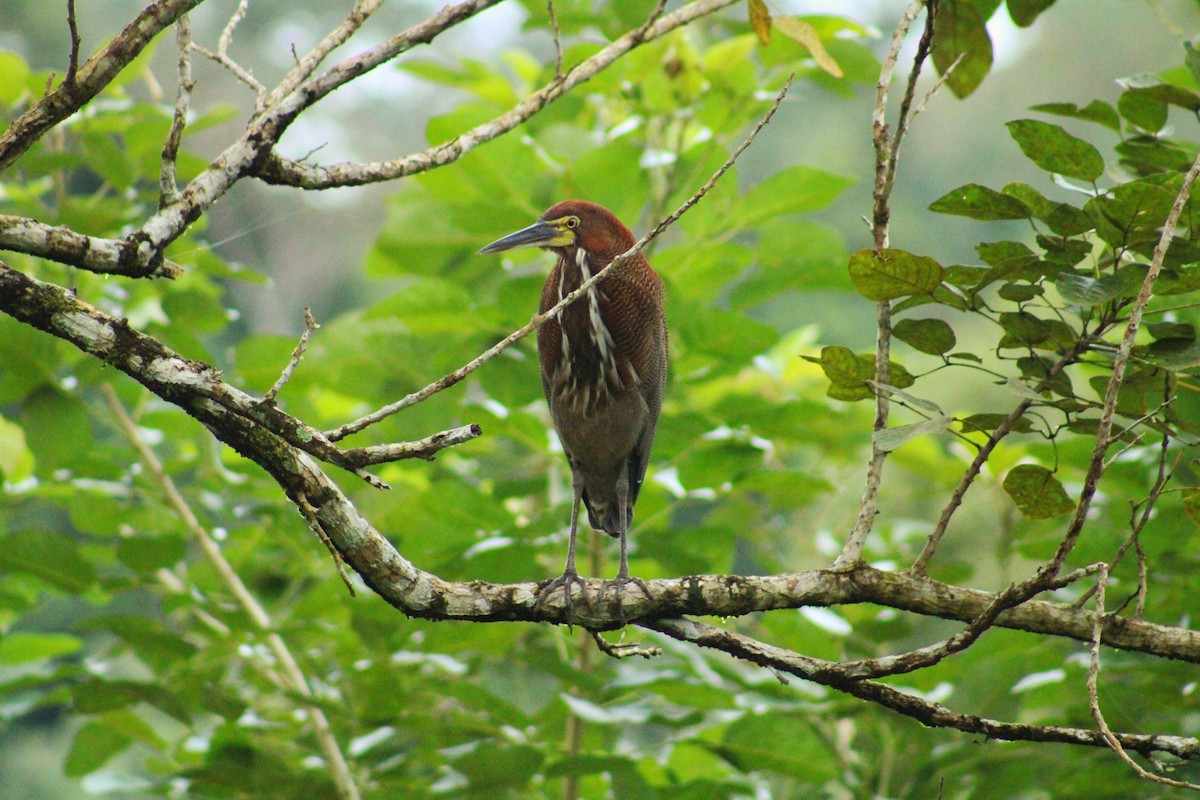 Rufescent Tiger-Heron - ML647100192