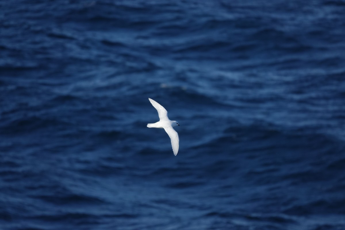 Снежный буревестник - ML647100196