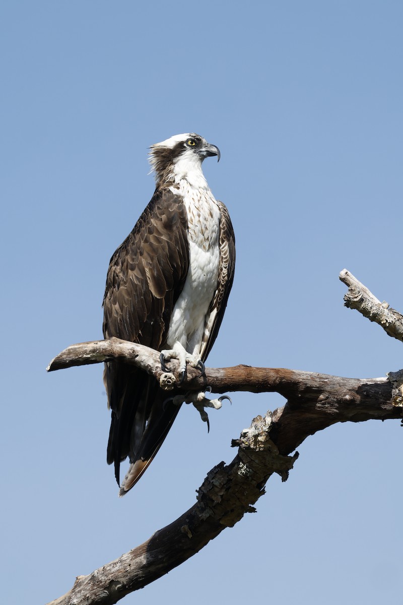 Falco pescatore - ML647100197