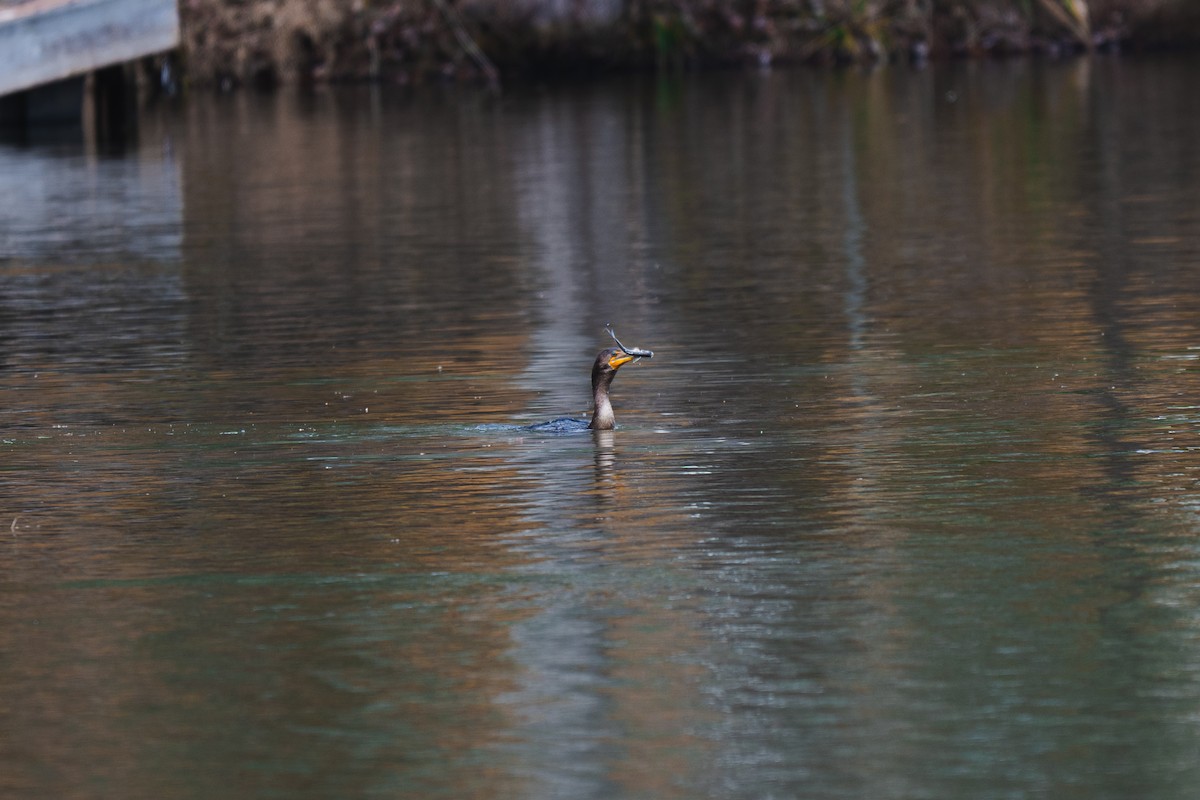 Double-crested Cormorant - ML647100208