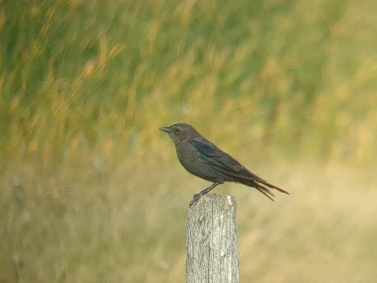 Purpurstärling - ML647100209