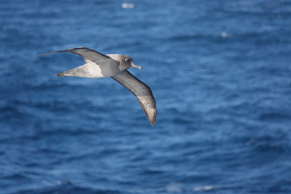 Light-mantled Albatross - ML647100210