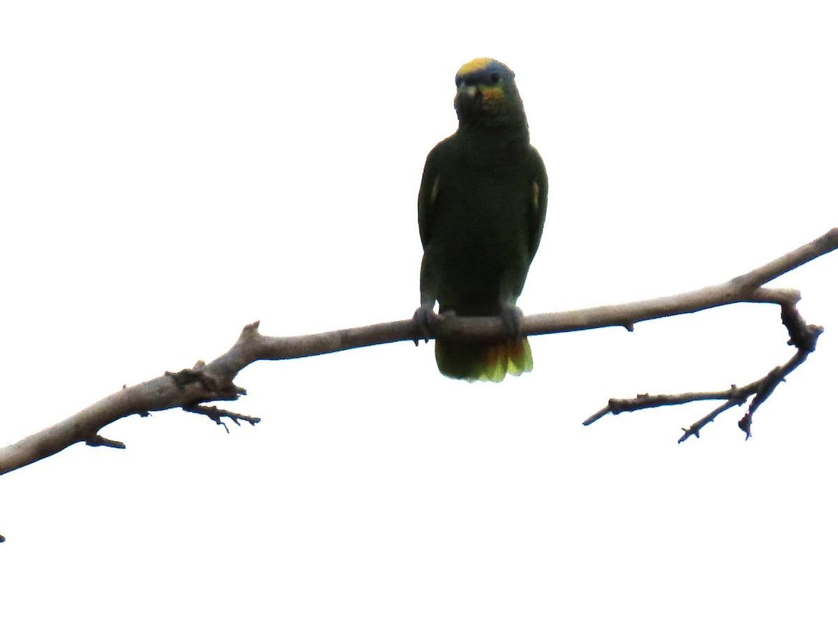 Orange-winged Amazon - ML647100211