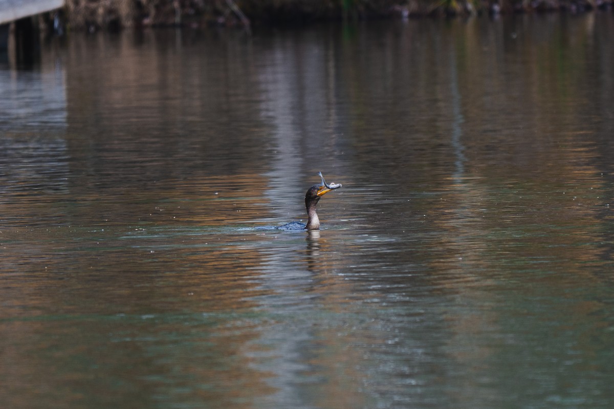 Double-crested Cormorant - ML647100212