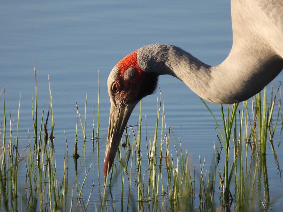 Brolga - ML647100215