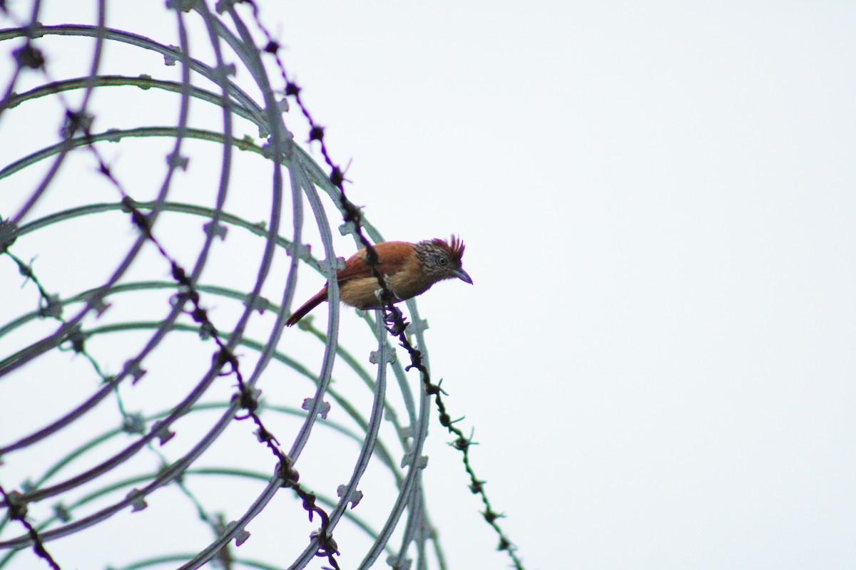 Barred Antshrike - ML647100218