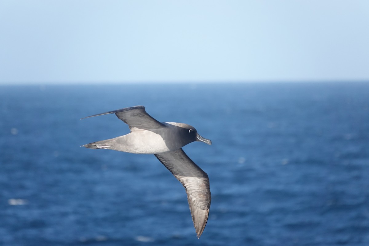 Light-mantled Albatross - ML647100219