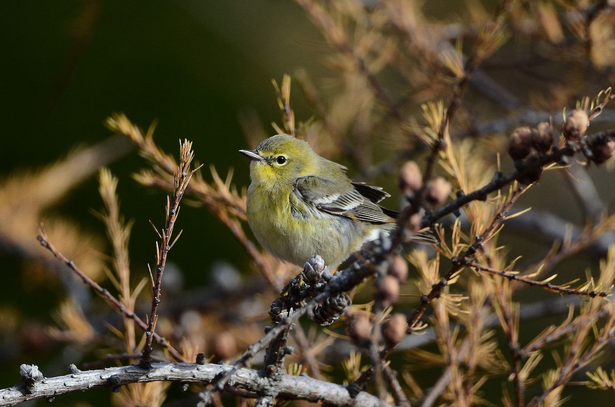 Kiefernwaldsänger - ML647100220