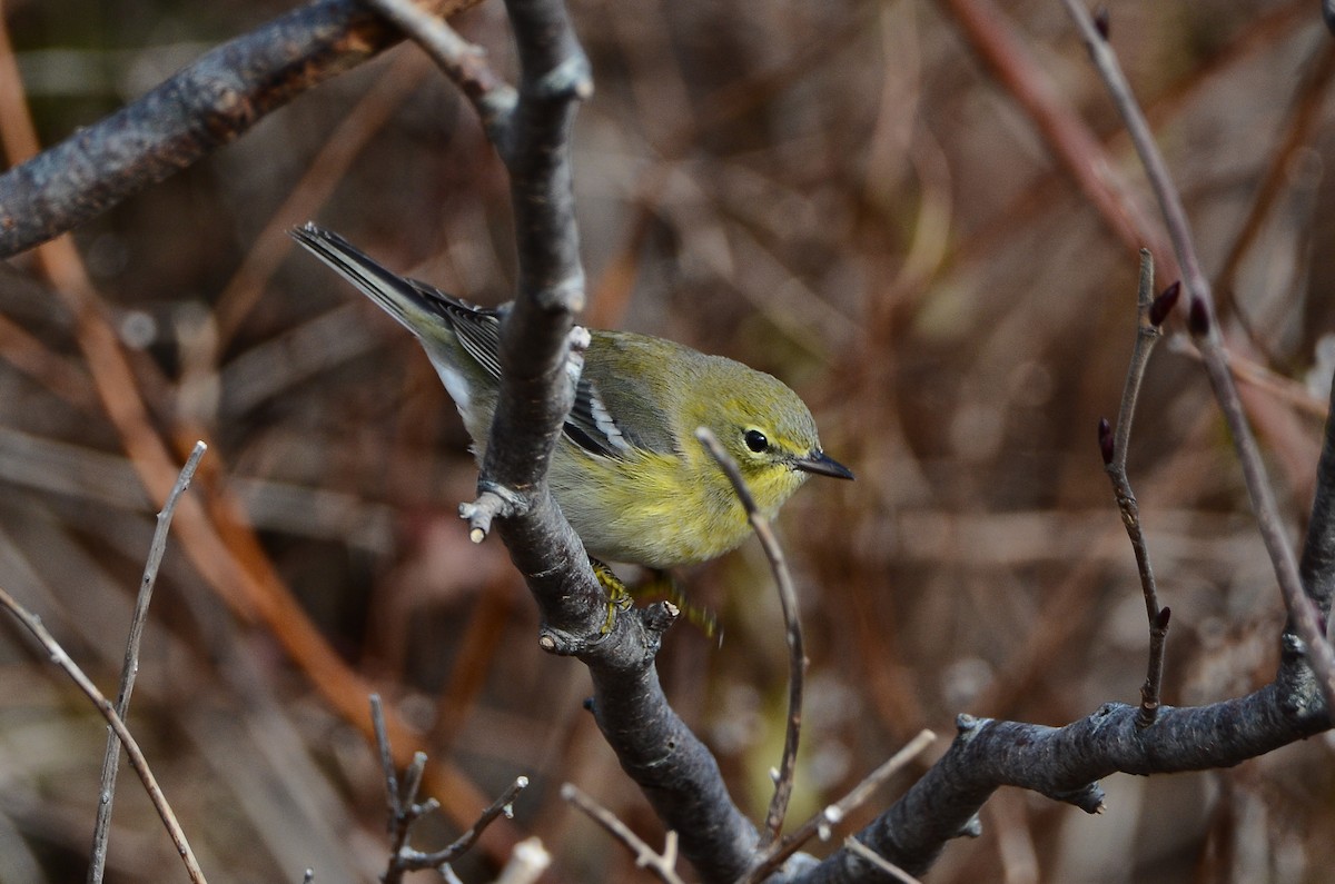Kiefernwaldsänger - ML647100221