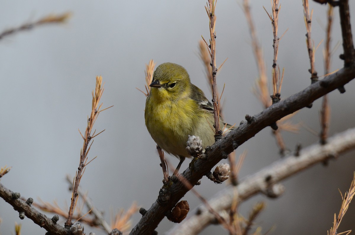 Kiefernwaldsänger - ML647100222