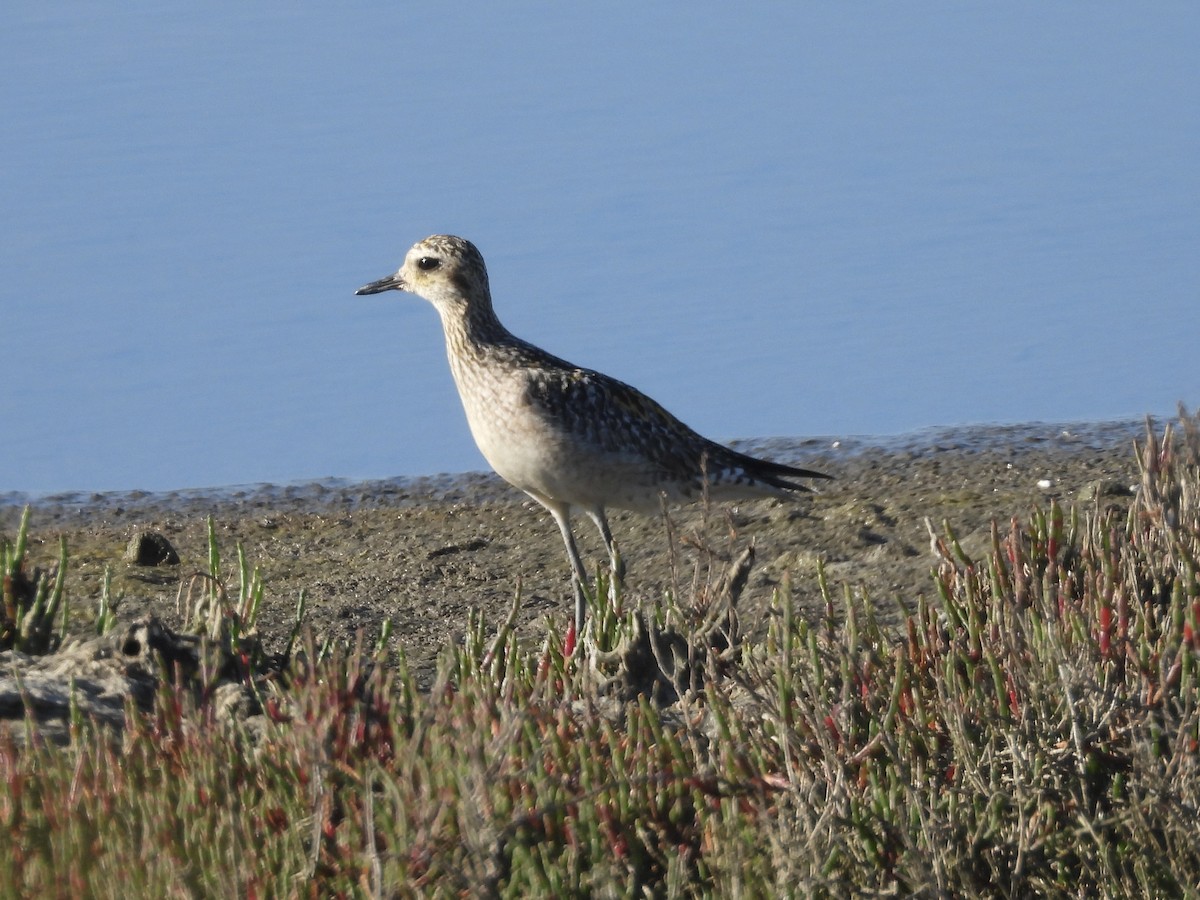 Küçük Altın Yağmurcun - ML647100223