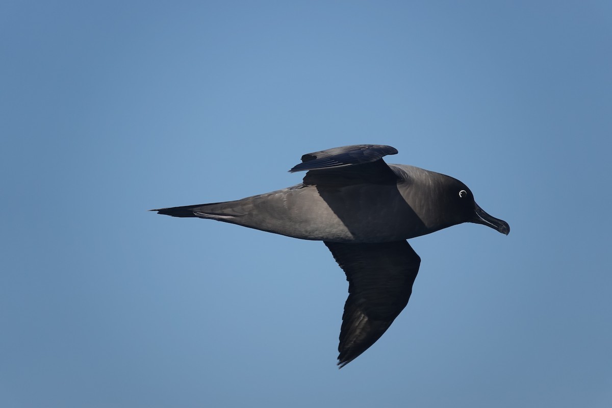 Light-mantled Albatross - ML647100226