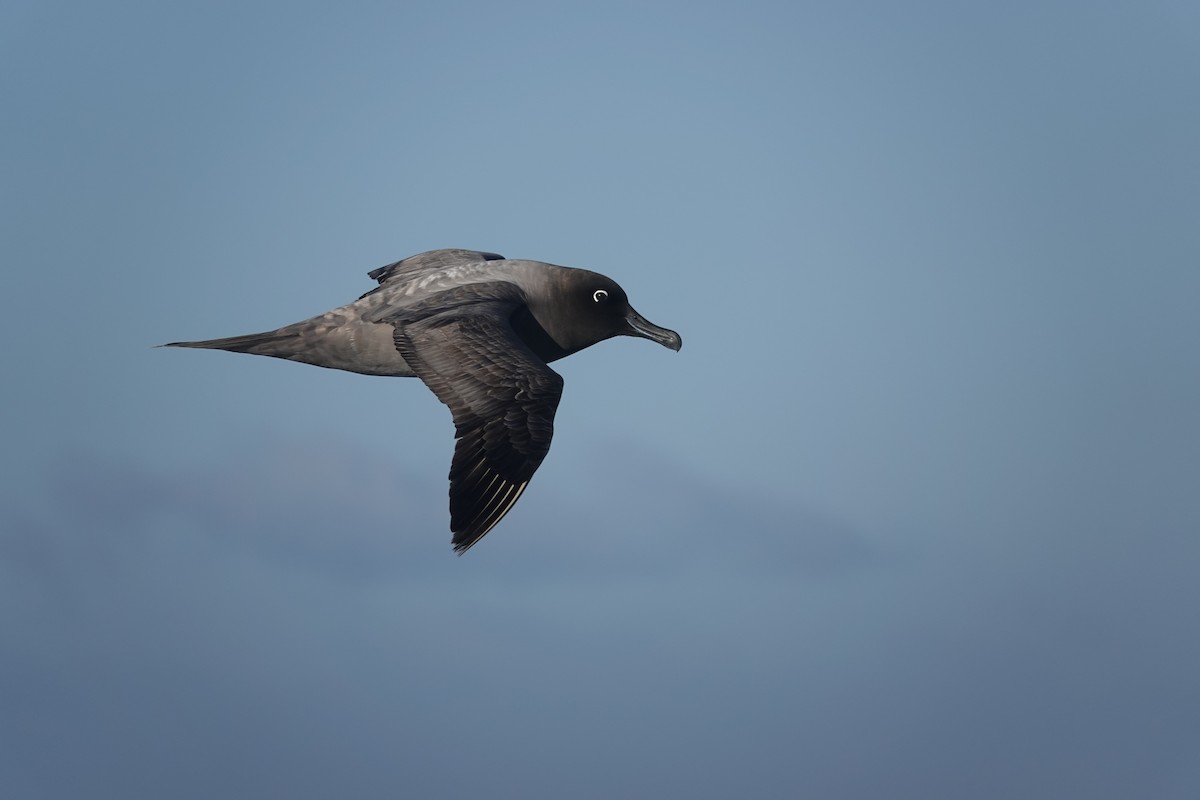 Light-mantled Albatross - ML647100227