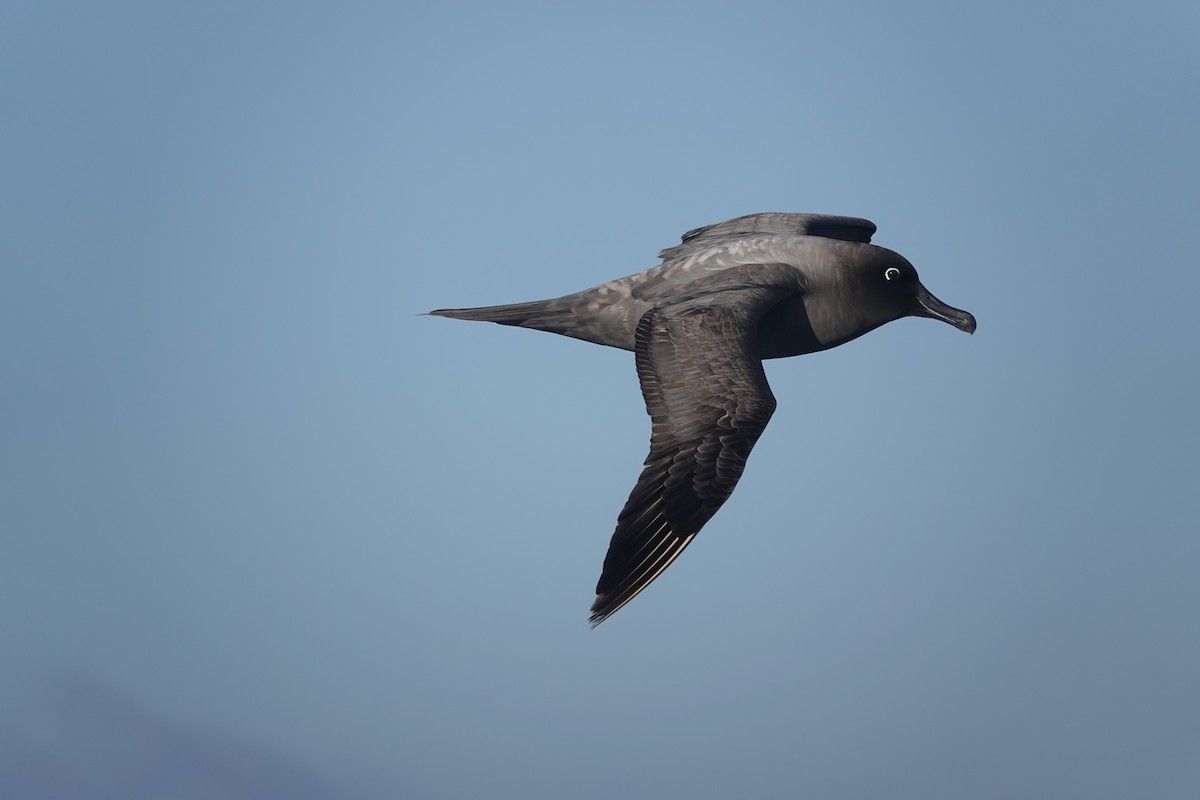 Light-mantled Albatross - ML647100228