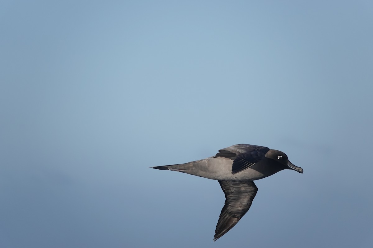 Light-mantled Albatross - ML647100229