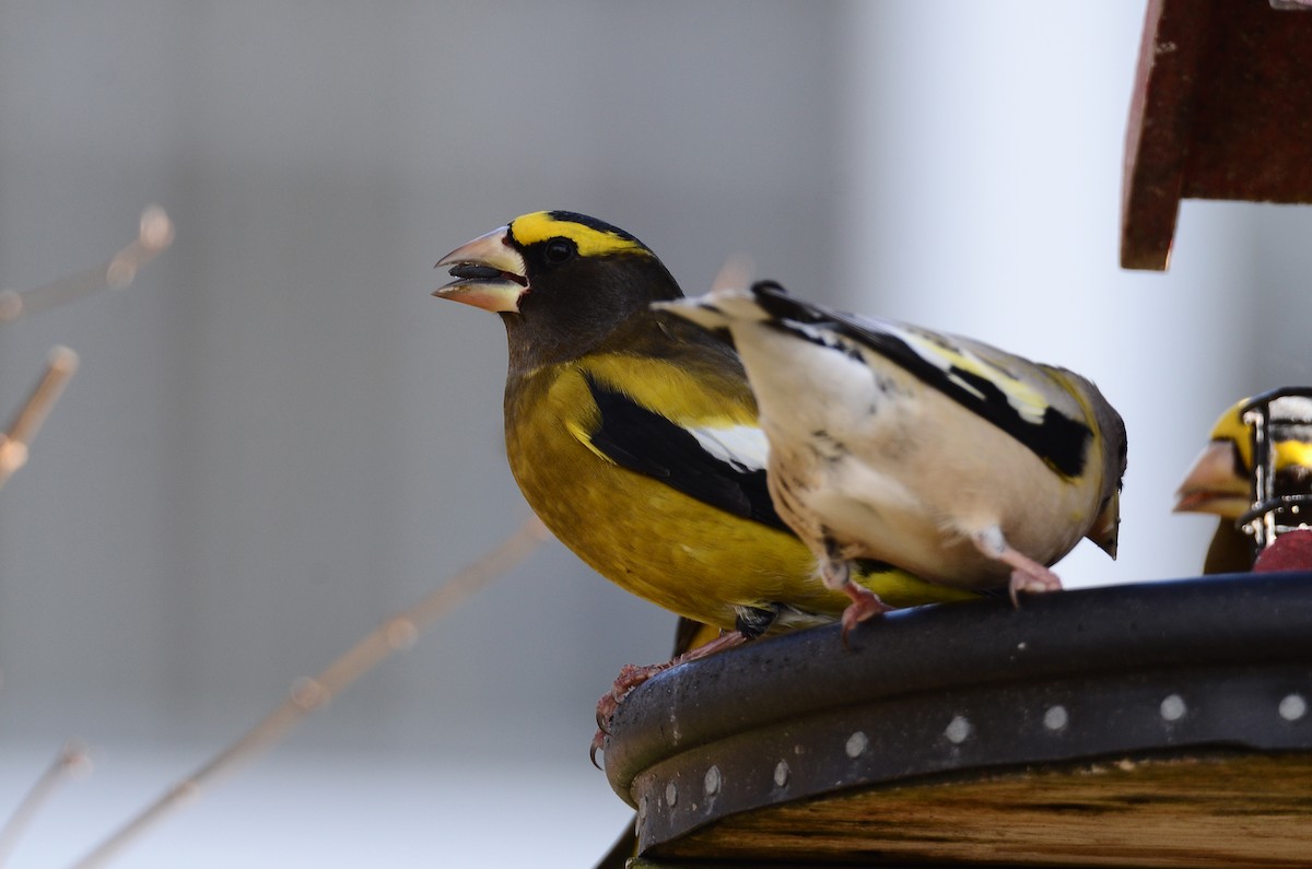 Abendkernbeißer - ML647100233