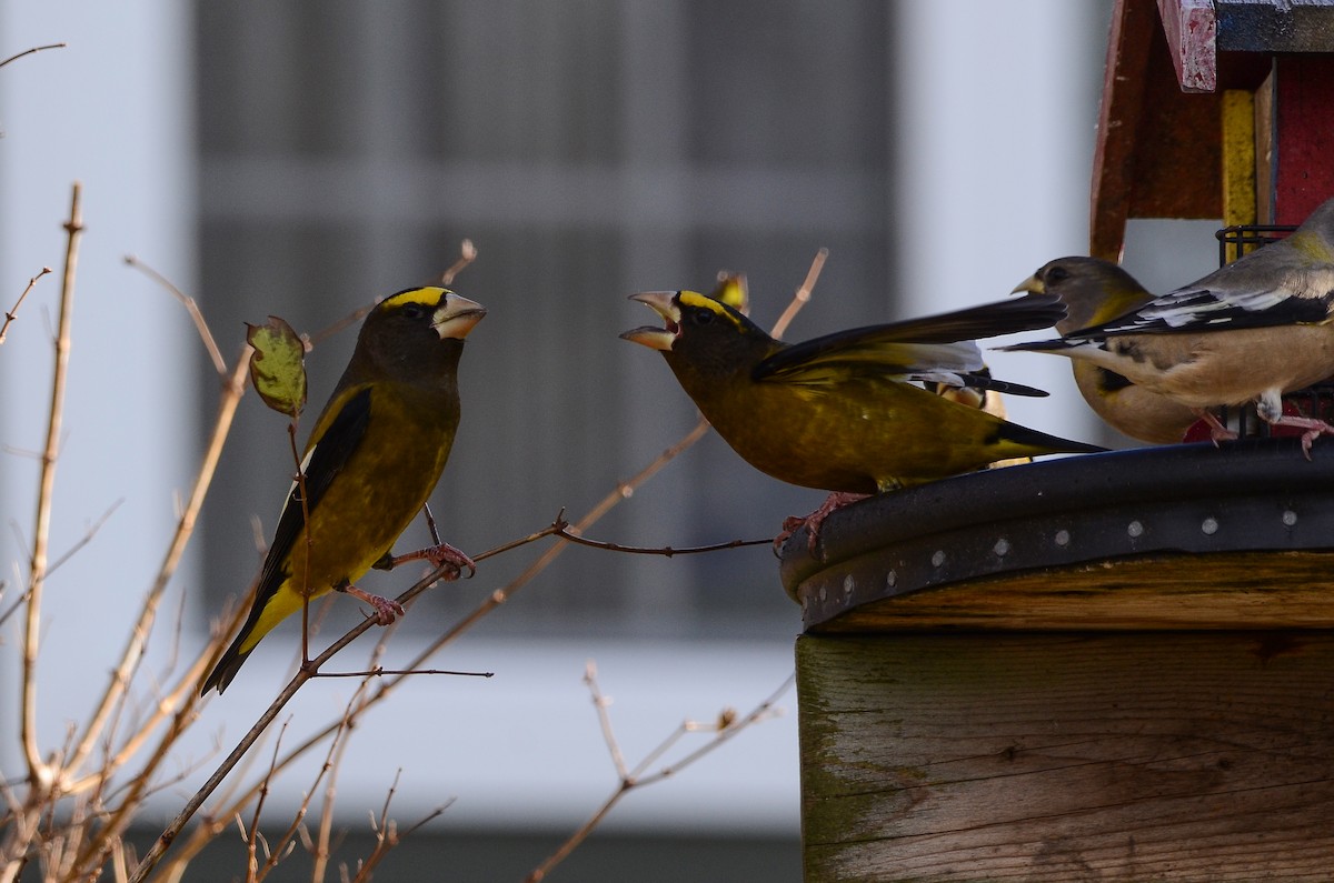 Abendkernbeißer - ML647100234