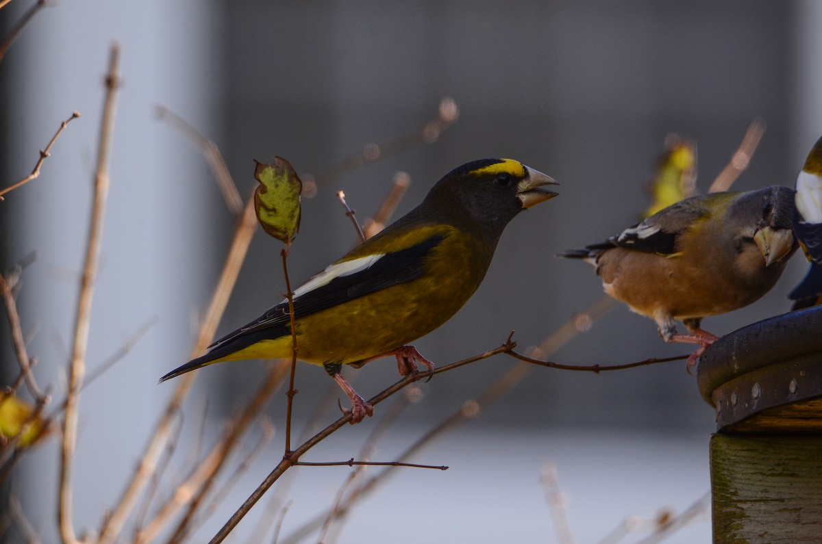 Abendkernbeißer - ML647100235