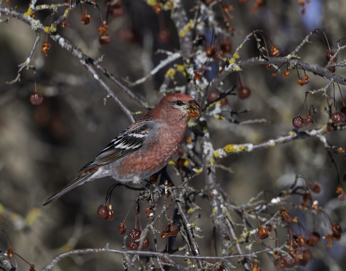 Pinu-gailupa - ML647100238