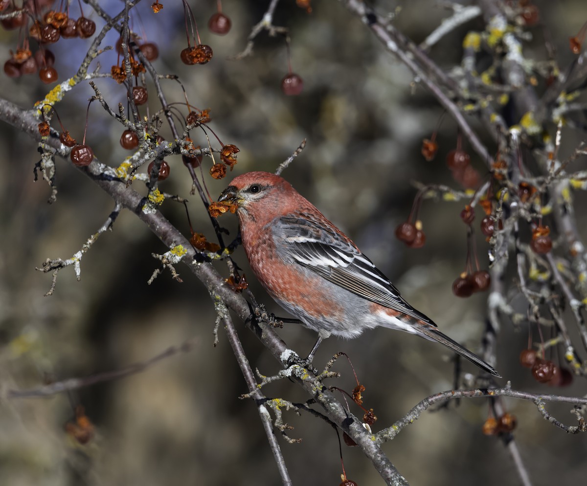 Pinu-gailupa - ML647100239