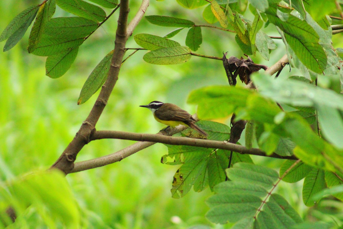 Lesser Kiskadee - ML647100245