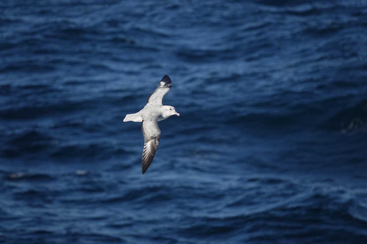 ギンフルマカモメ - ML647100246