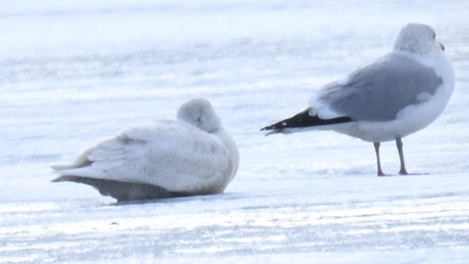 Gavión Hiperbóreo - ML647100247