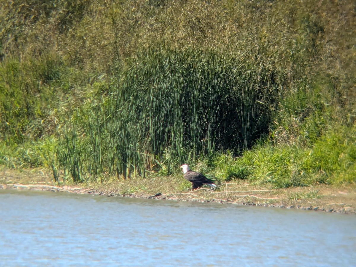 Weißkopf-Seeadler - ML647100250