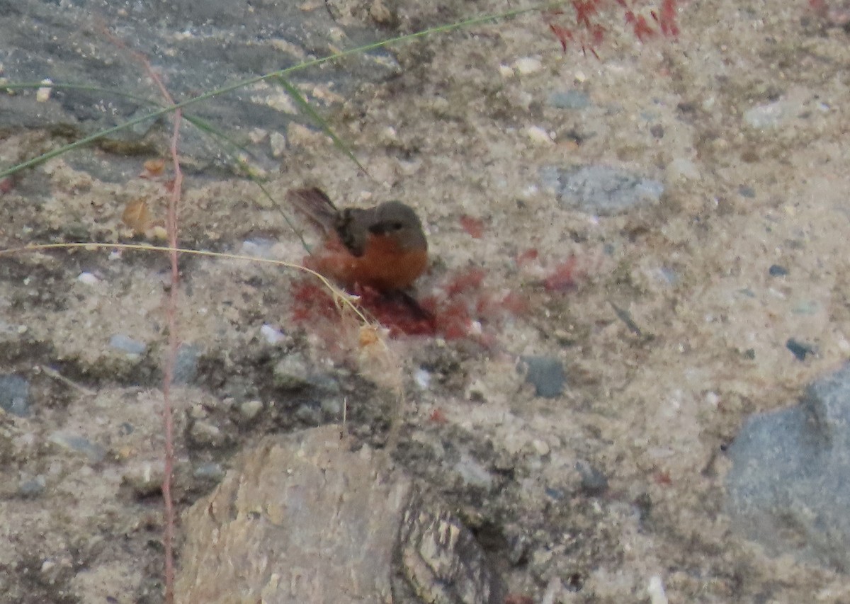 Ruddy-breasted Seedeater - ML647100251